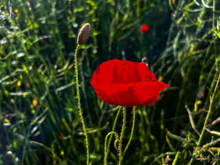 Flor de amapola