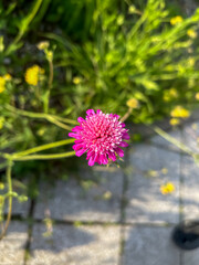 Knautia macedónica