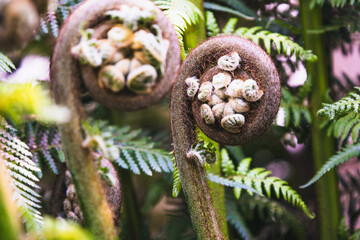 Flowers of Moss, Fern, in Salesforce Park, rooftop 5.4 acre public park. The gardens and Plants from Around the World.