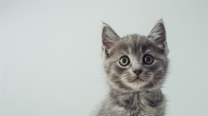 Interested gray kitten with curious expression on white backdrop