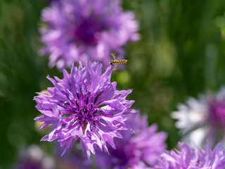 紫色のヤグルマギクとハナアブ