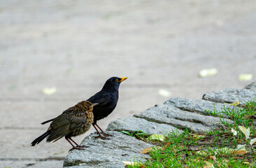 Eurasian Blackbird and Chick on Stone Wall
