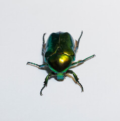 Cetonia aurata, called the rose chafer or the green rose chafer.
