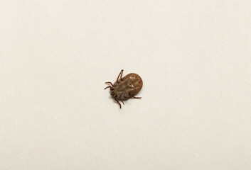 Ixodes ricinus, the castor bean tick, is a chiefly European species of hard-bodied tick. Female.