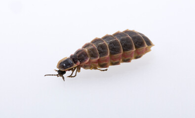 Lampyridae Lampyris noctiluca the common glow-worm Europe. Female Firefly.