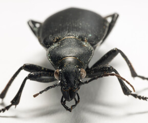 Carabus bessarabicus is a species of ground beetle from family Carabidae.