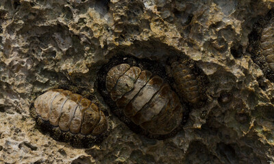 Acanthopleura haddoni, tropical species of chiton. The fauna of the Red Sea. A marine molluscs on a rock.