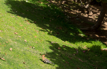 The Eurasian hoopoe (Upupa epops). A wild bird forages for food on a green lawn.
