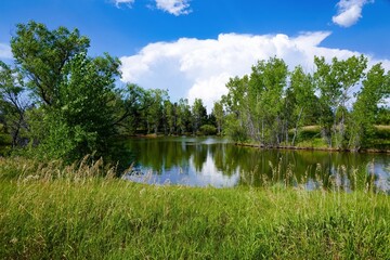 A pond encircled with native grasses, green trees and a beautiful sky with white clouds at Historic Belmar Park, in Lakewood, Colorado.