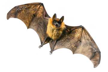A diverse array of bat species including common pipistrelles, little red flying fox, and more are seen in their natural wood habitat. Detailed close-ups capture the unique characteristics of each.