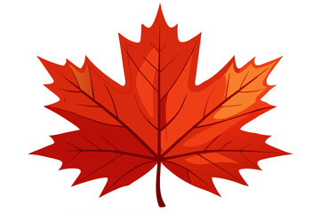 Bright red autumn realistic Maple leaf isolated on WHITE background. 