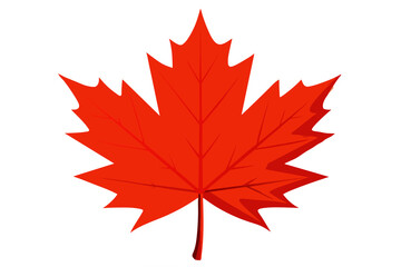 Bright red autumn realistic Maple leaf isolated on WHITE background. 