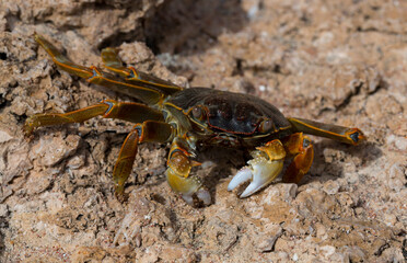 Grapsus albolineatus is a species of decapod crustacean in the family Grapsidae. Crab, on a reef rock. Fauna of the Sinai Peninsula.
