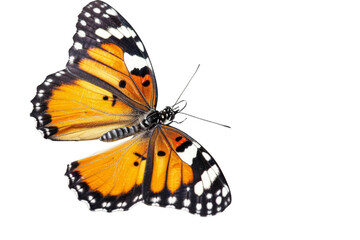 Obraz premium Stunning Butterfly Pollinating Flower. Nature and Pollination concept