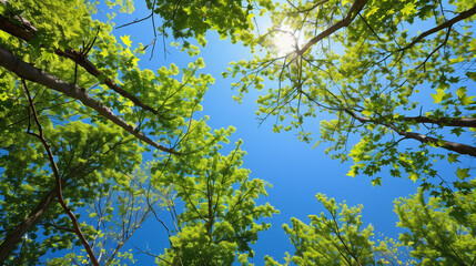 Fototapeta premium green leaves against blue sky