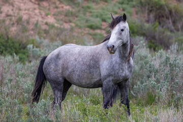 "Wild Blue Roan Mare" © scottevers7