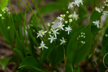 White flowers of Canada mayflower with green leaves in the forest.