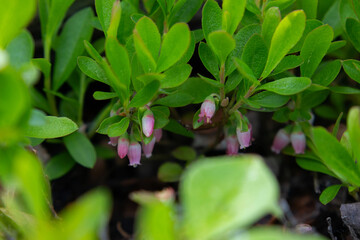 Pink flowers of dwarf bilberry with green leaves in the forest.