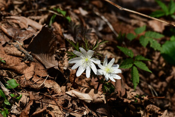 枯葉の中からキクザキイチゲ