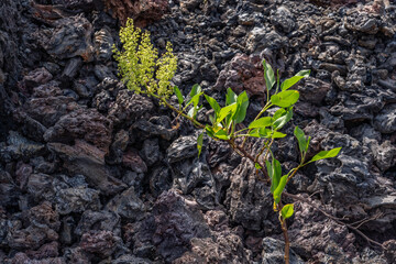 Rumex skottsbergii, or more commonly known as lava dock, is a shrub of the genus Rumex.  Hawaii...