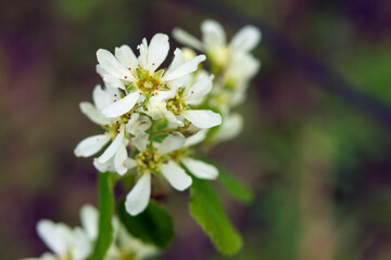 White bloom with green leaves of saskatoon berry bush.