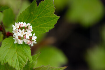 Viburnum edule branch with white flower and leaves in the forest.