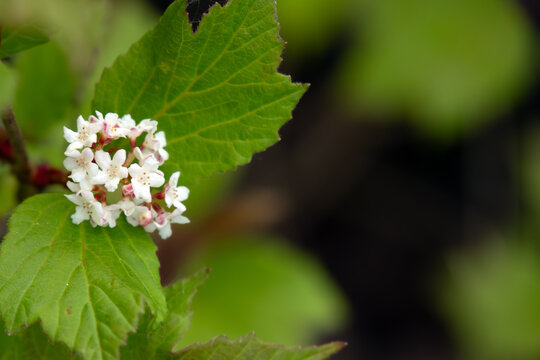 Viburnum edule branch with white flower and leaves in the forest.