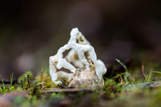 Illeodictyon gracile fungal mushroom in Tasmania Australia