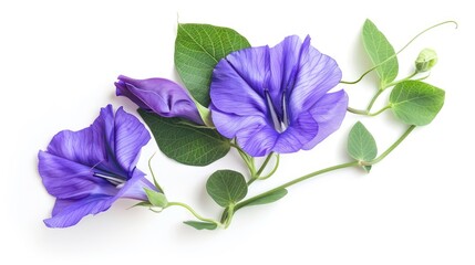 Naklejka premium Isolated butterfly pea flower with cultural significance