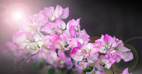 Sweet bouquet of pink bougainvillea flowers under the spotlight.