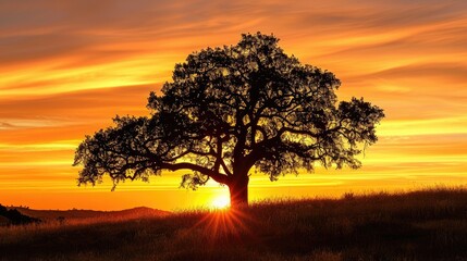 Obraz premium Sunset Silhouette of an Oak Tree