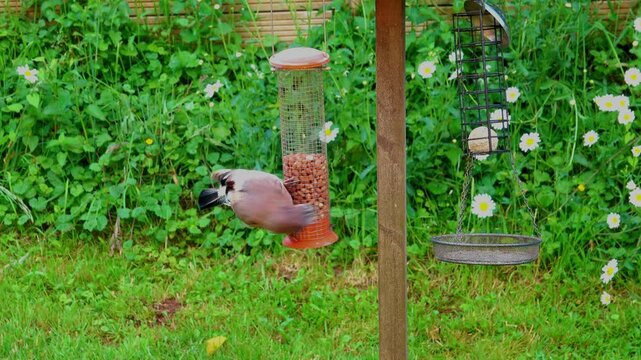 Jay flying up to a peanut feeder holding on and pecking in an English country garden
