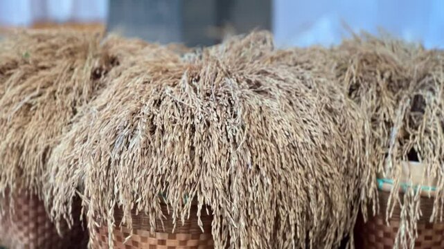 Paddy rice is dried in woven wicker baskets before being threshed by hand.