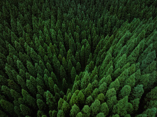Aerial view of beautiful forest mountain landscape