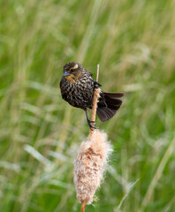 Red-winged blackbird in the marsh