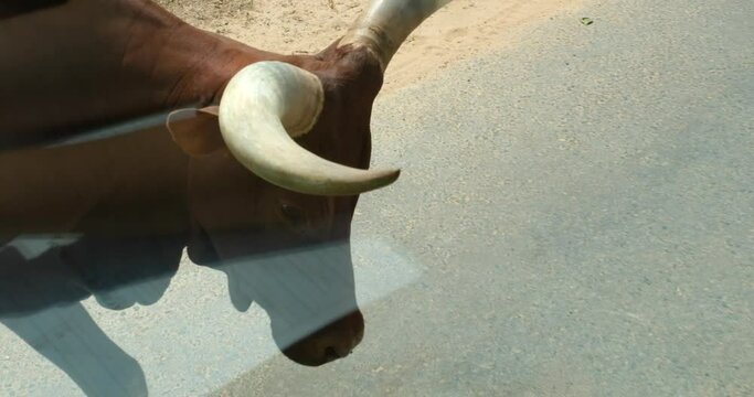 The Ankole cows of Uganda with very big white horns. Watussi cow Ankole-Watusi, a modern American breed of domestic cattle. It is descended from the Ankole group of Sanga cattle breeds.