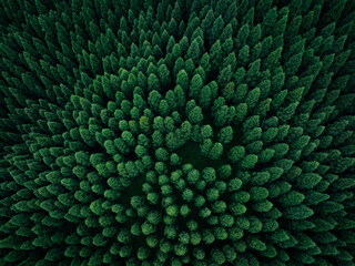 Obraz premium Aerial view of beautiful forest mountain landscape