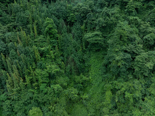 Obraz premium Aerial view of beautiful forest mountain landscape