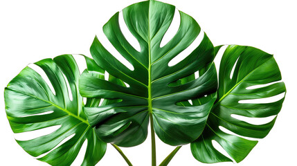 theme summer and isolated on a white background Tropical botanical leaf  close up-PNG