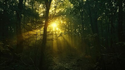 Obraz premium The sun descends in the forest