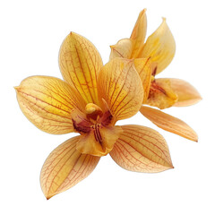 Tropical orchid flower theme summer and isolated on a white background 