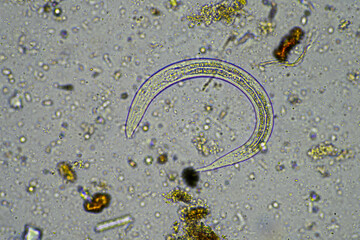 soil microorganisms under a microscope including amoeba, flagellates, nematodes, fungi, bacteria,...