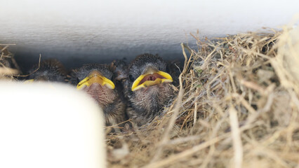 軒下の巣で餌を待つスズメのヒナたち