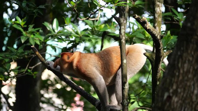Selective focus proboscis monkey in the wild, sitting on tree, at mangrove forest at Tarakan, Indonesia. Proboscis monkey foraging at mangrove forest. Wild nature stock footage.	