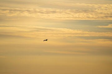 Bird in flight at sunrise