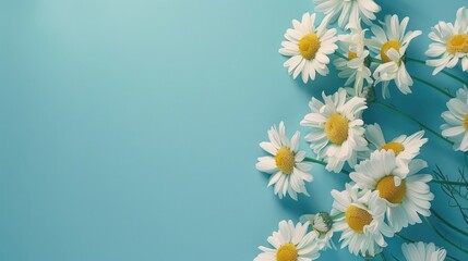 Fototapeta premium Chamomile blooms on a blue backdrop with room for text