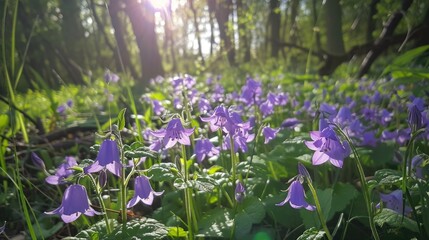 Spreading bellflower scientifically named Campanula patula seen in the wild on a sunny spring day