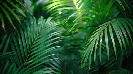 Fototapeta premium Green palm tree branch in close up