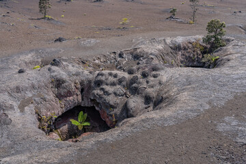 Plants grow from the 1969 fissure vents. Hawaii Volcanoes National Park, Kīlauea volcano. A...