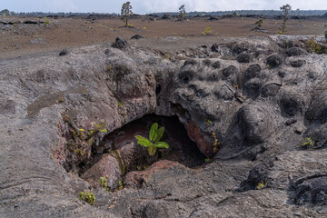 Plants grow from the 1969 fissure vents. Hawaii Volcanoes National Park, Kīlauea volcano. A...